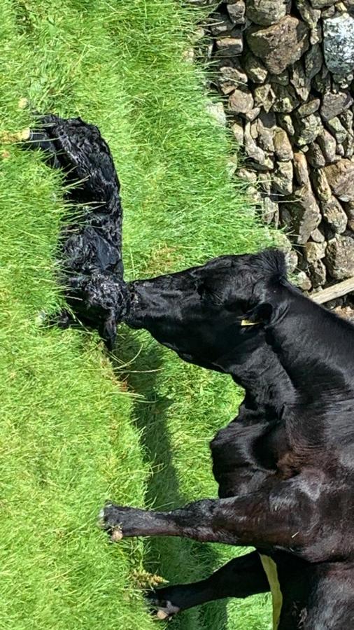 Stybeck Farm Villa Thirlmere Eksteriør bilde